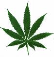 Test cannabis obligatoire à l'école
