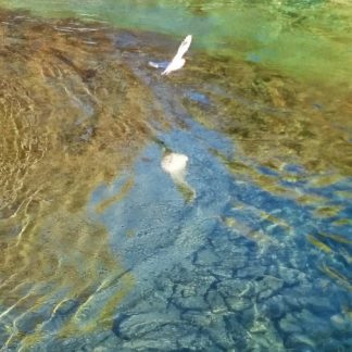 Pleine conscience, Hypnose et Relaxation en coaching individuel