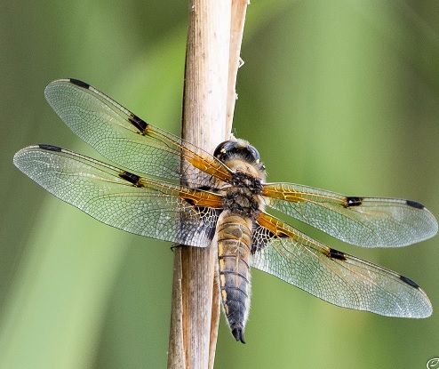 Formation Bien Dormir, Bien-être, en coaching individuel (Outils et méthodes)