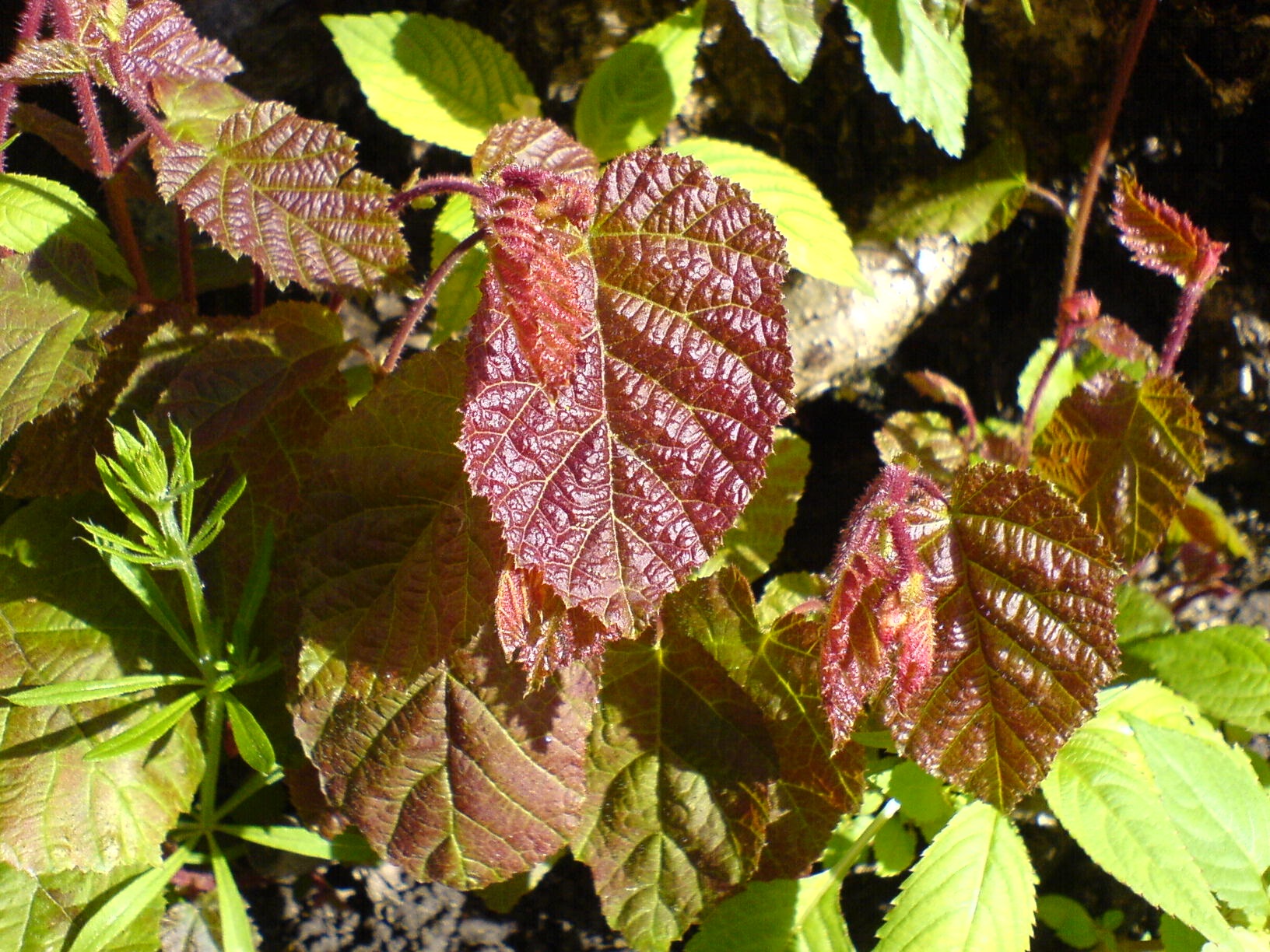 Formation Techniques Entretien Coaching: Construire la séance et l'entretien
